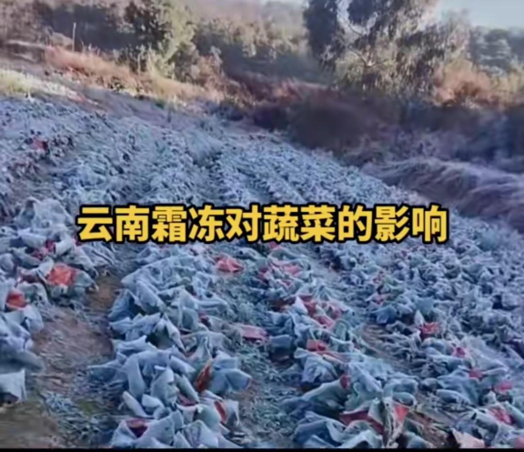 我就说这几天昆明的蔬菜怎么这么贵，价格翻倍了不止，原来是霜冻的原因啊！感觉已经