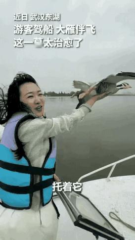 大雁怎么一点都不怕人类？