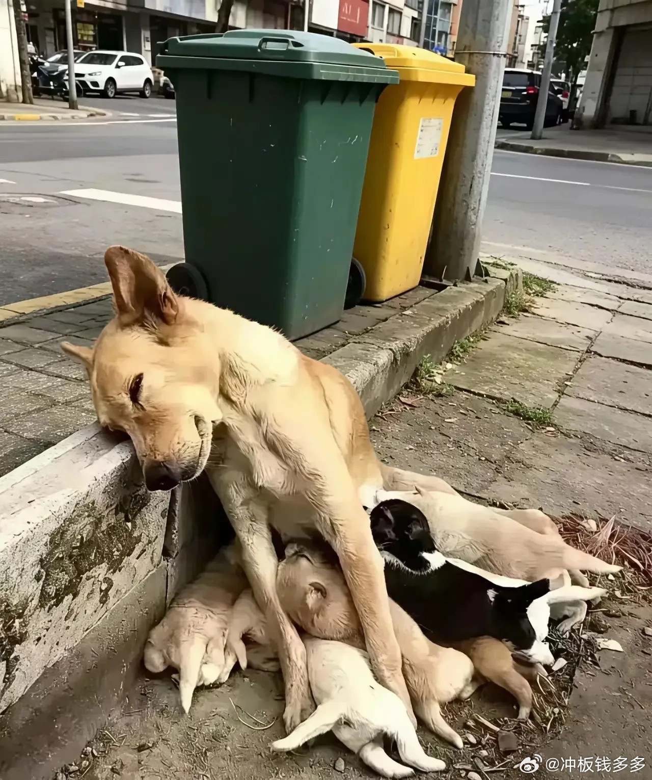 在楼下扔垃圾，看见一只流浪狗倒在墙角，肚子上还趴着三只小狗在使劲嘬奶。母狗瘦得皮
