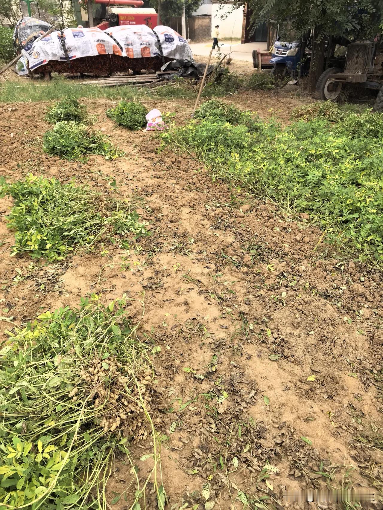 老家门前这块儿花生地，大概有一分多点儿，昨天傍晚、今天早上、今天上午到现在，终于
