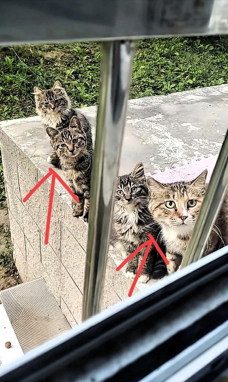 千万不要心软投喂小区里的流浪猫。听我一句掏心窝的话，喂流浪猫真得三思，别一