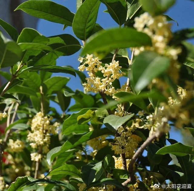 十一长假超好玩十一接力打卡秋日的中山公园繁花盛放，各色花卉交织成绚烂花海。姹紫