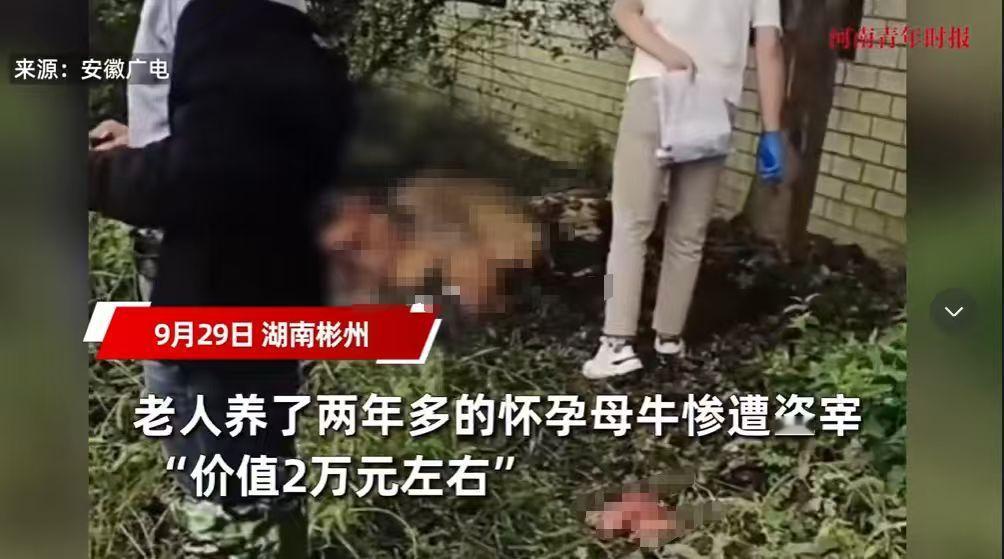 “必须严惩！”9月29日，湖南彬州，一老人养了两年的怀孕母牛被人盗宰，偷走三四百