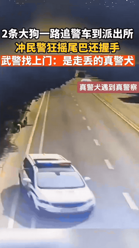 谁都没想到派出所迎来两位特殊访客，两只大狗一路尾随警车，径直跟着开进院内。见到执