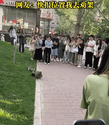 现在的人都太闲太无聊了？路边两只猫打架，引一群人驻足围观，不是在笑就是拍的，却没
