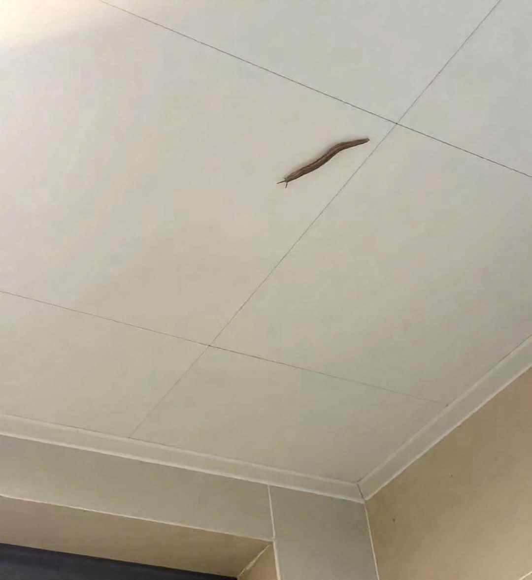 啥玩意