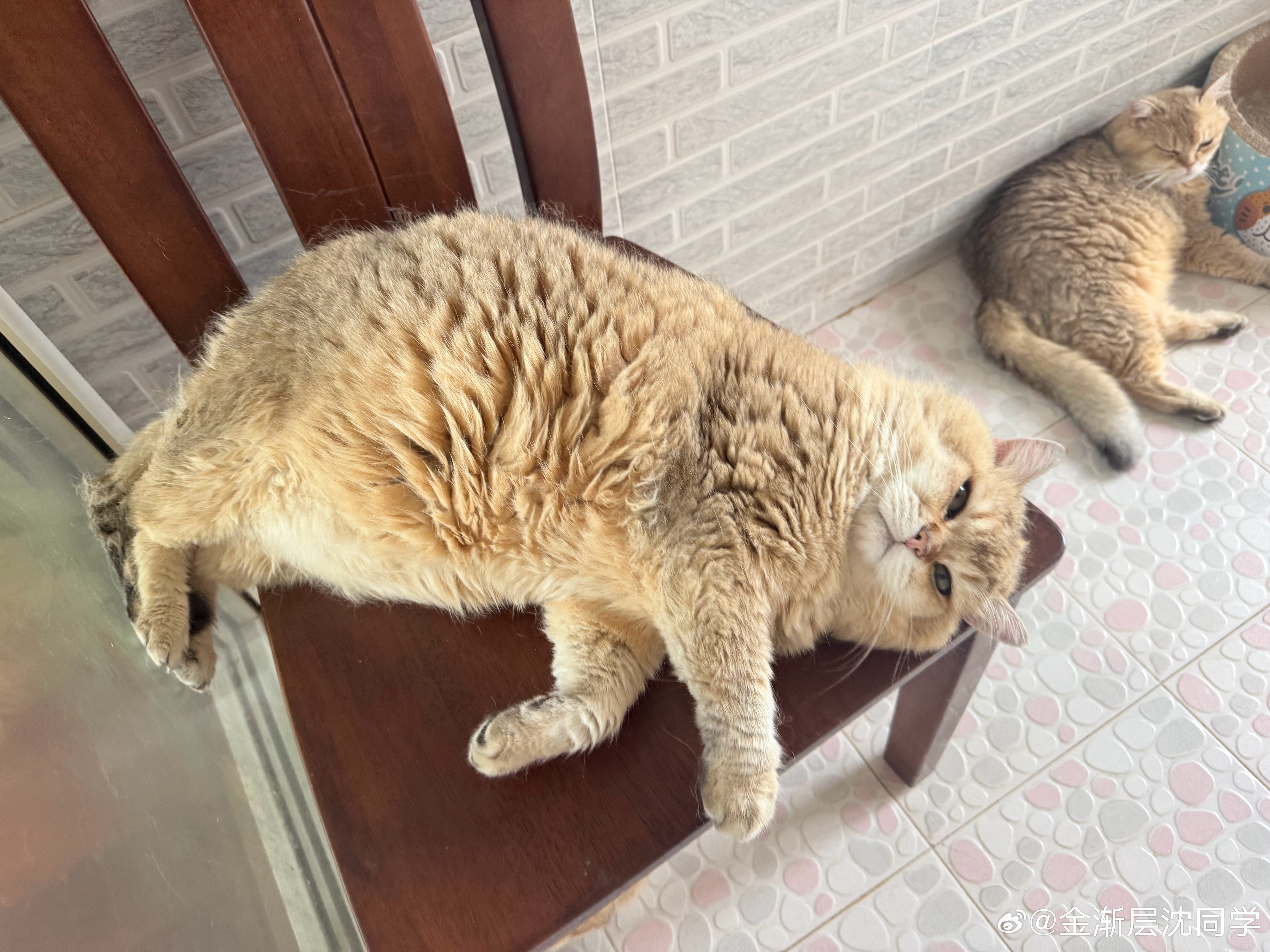 今天好累，又是羡慕小猫咪的一天萌宠猫咪