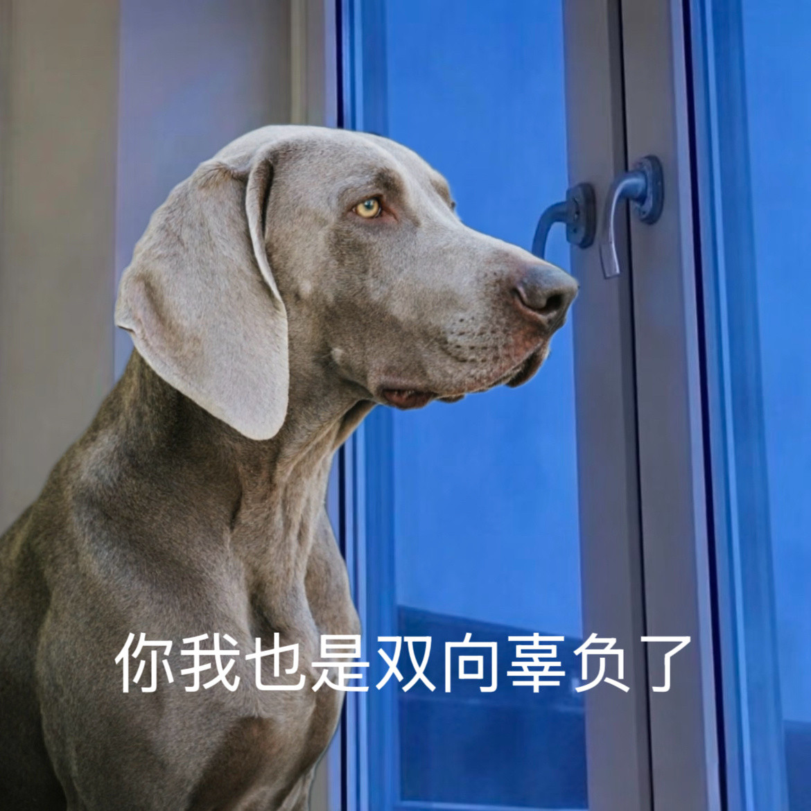 有十八宫格梗图了又是狗的