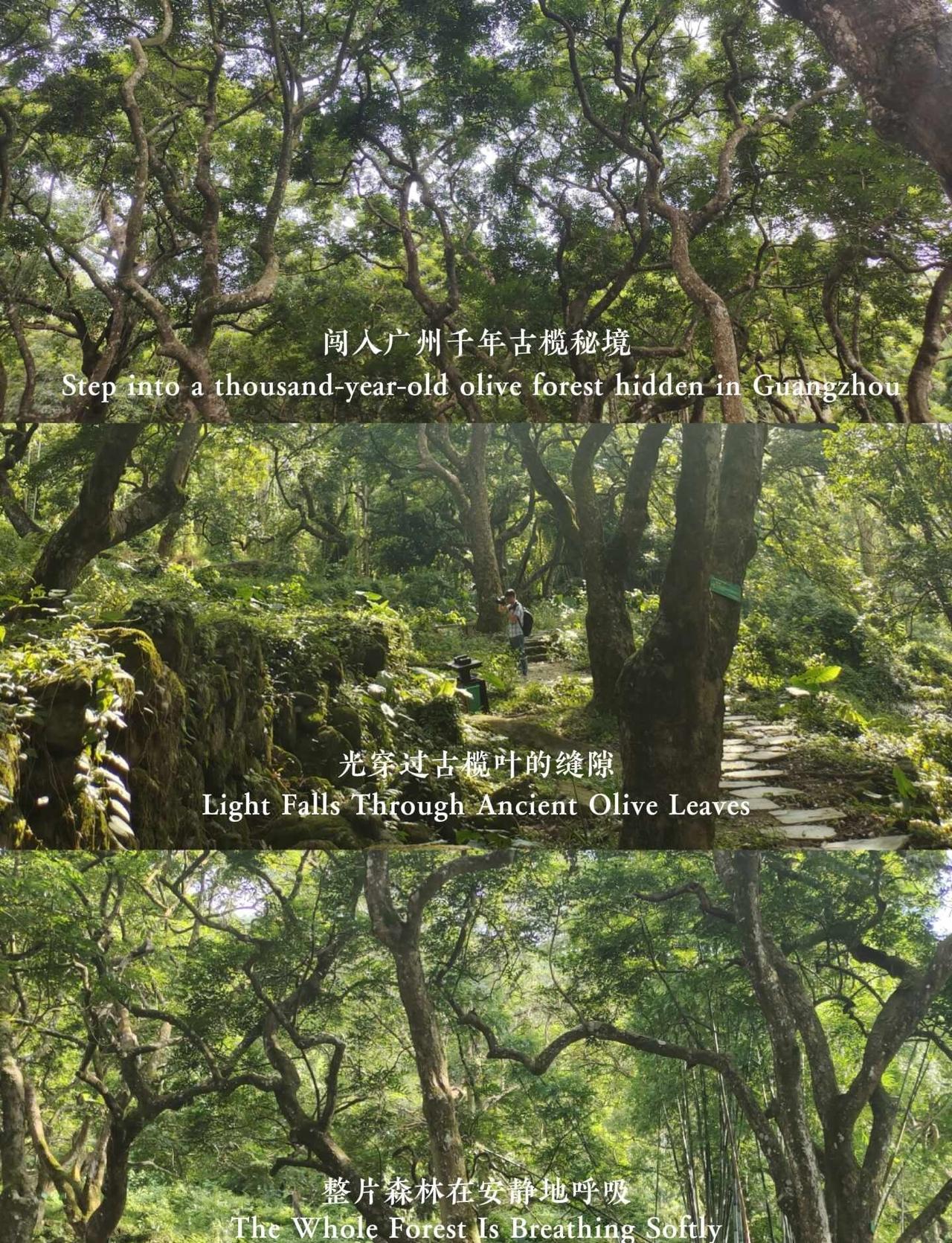 邓山村古榄园—广州的后花园周末闯进邓山村古榄园——下车瞬间被几十棵千年乌榄树包