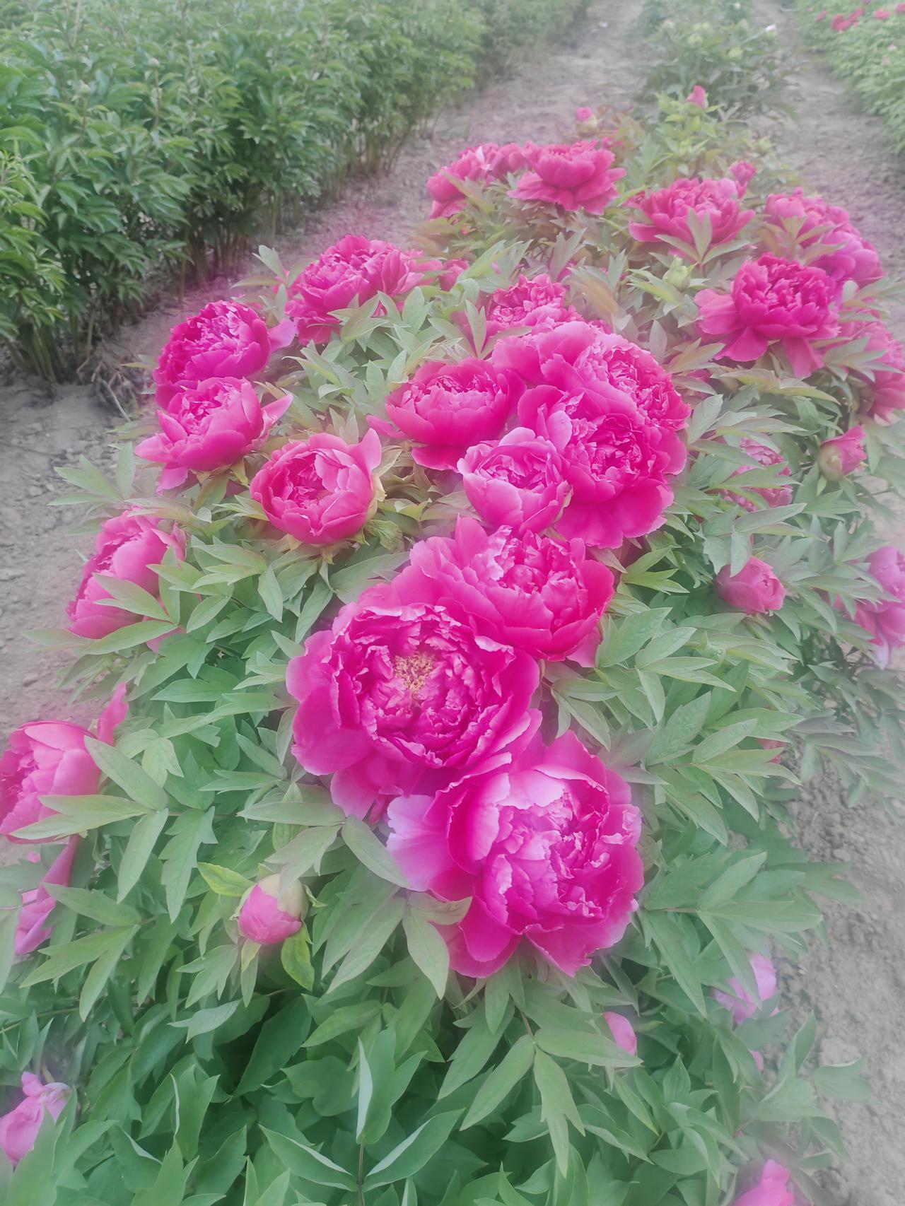 看看你相册里的牡丹花春日的牡丹园里，大片玫红色牡丹热烈绽放，层层叠叠的花瓣饱满丰