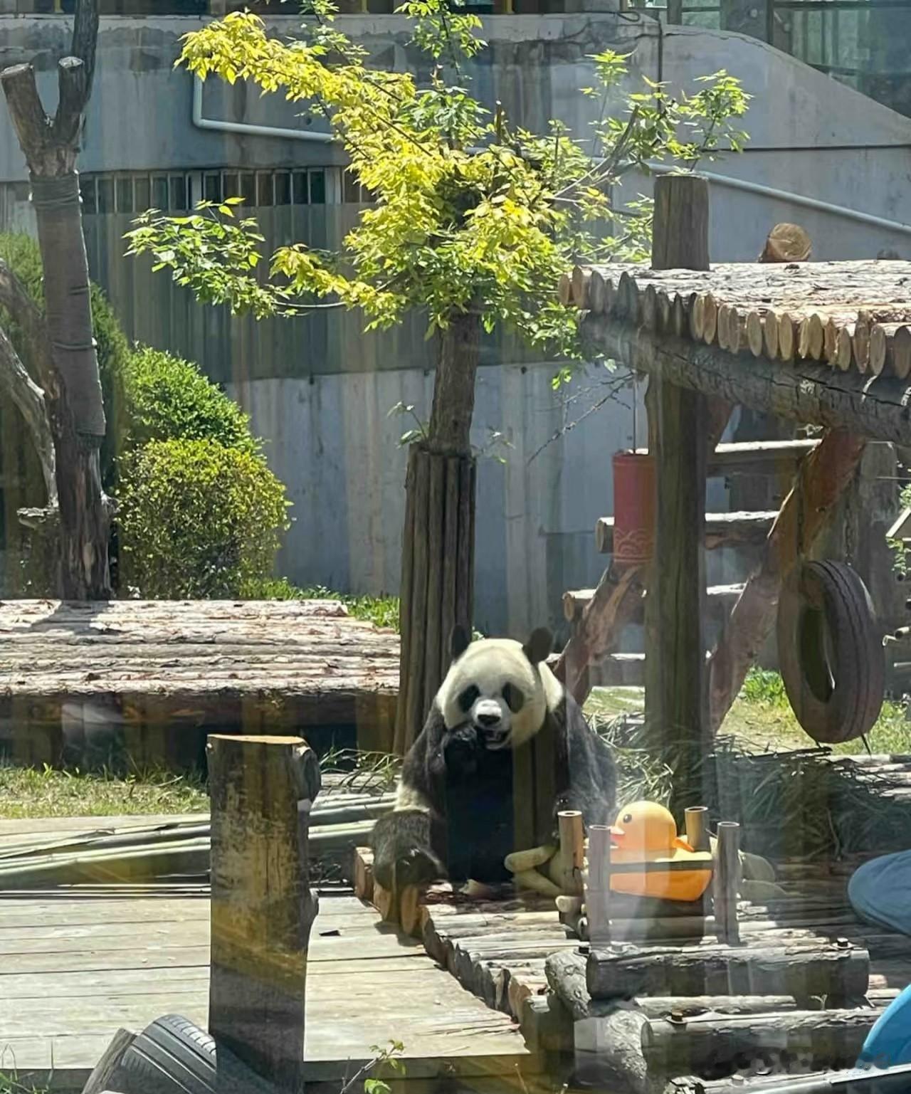 大连森林动物园游玩避雷指南：我的真实踩坑体验来大连森林动物园之前，我做足了攻