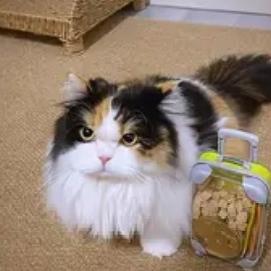 “笑不活了”近日上海一女子带着猫咪一起出门，半路上不知道女子咋惹猫咪生气了，不管