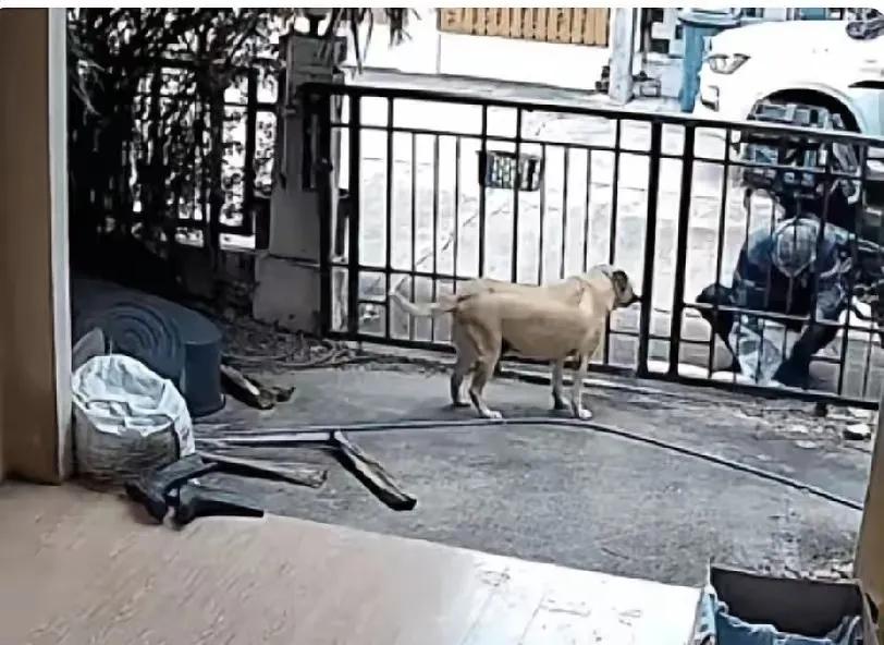 破防了！一位外卖小哥接到一份给狗吃的订单，到了一看主人不在家，院子里只有一只小狗