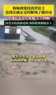 “泪目了！”四川绵阳，一老人去世后，家属就把狗狗送到亲戚家照看，谁料，狗狗竟咬断
