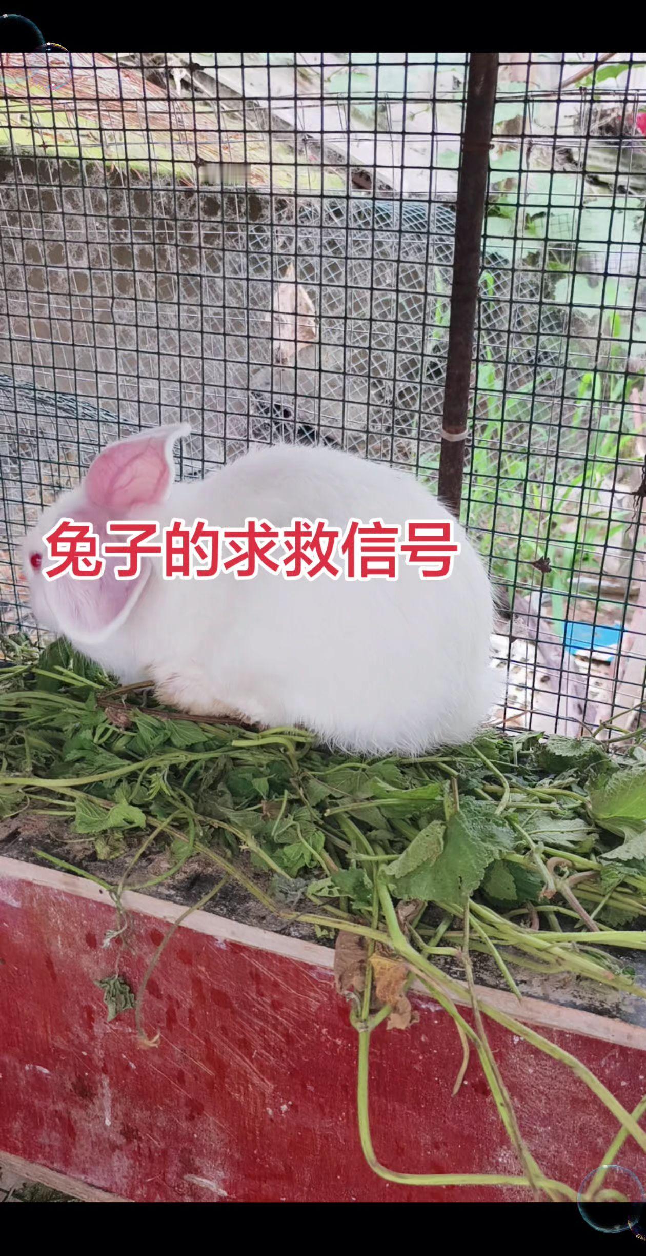 兔子的求救信号
