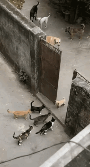 狗子终于扬眉吐气了一次[捂脸哭]