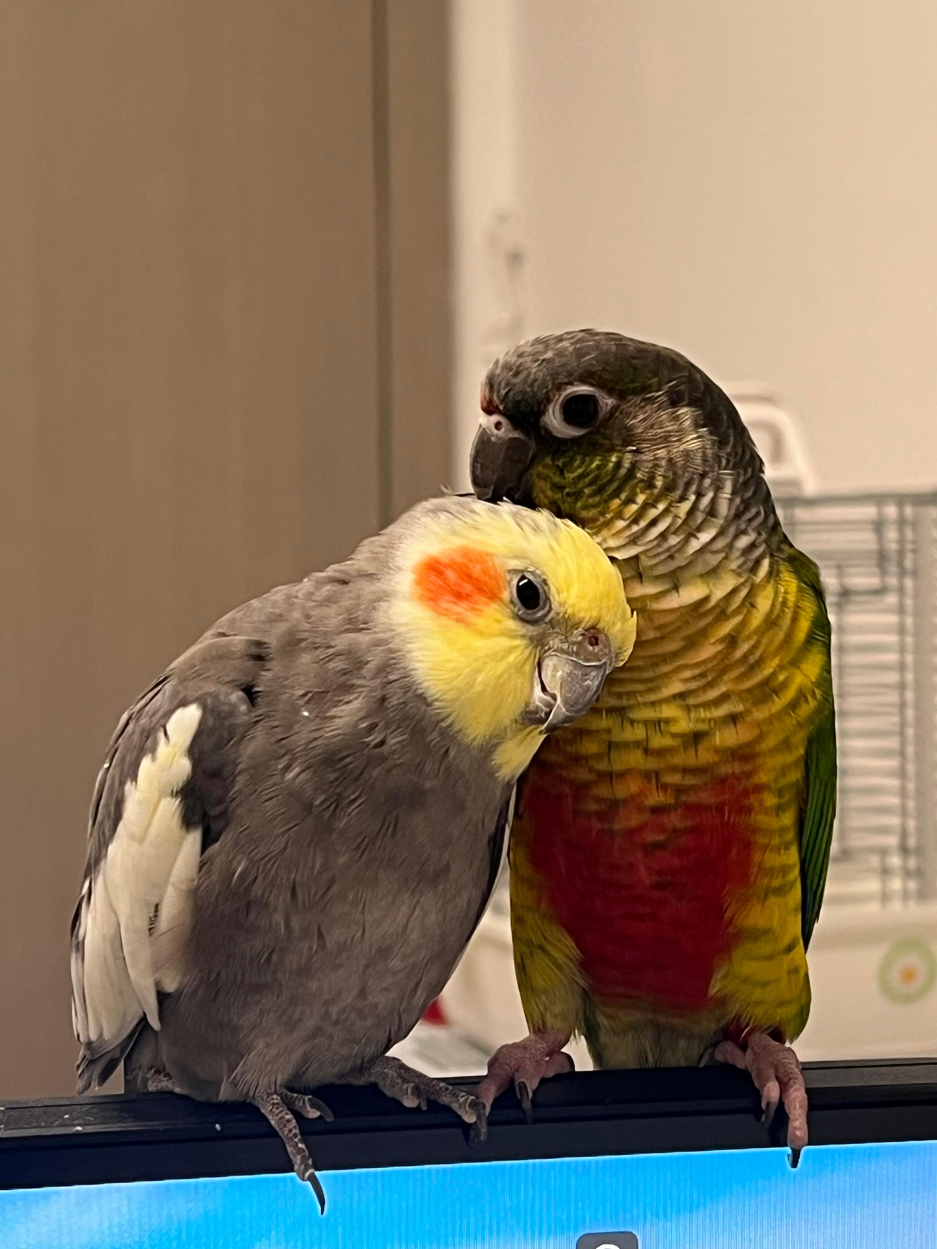 小鸟依人原来是这么个意思