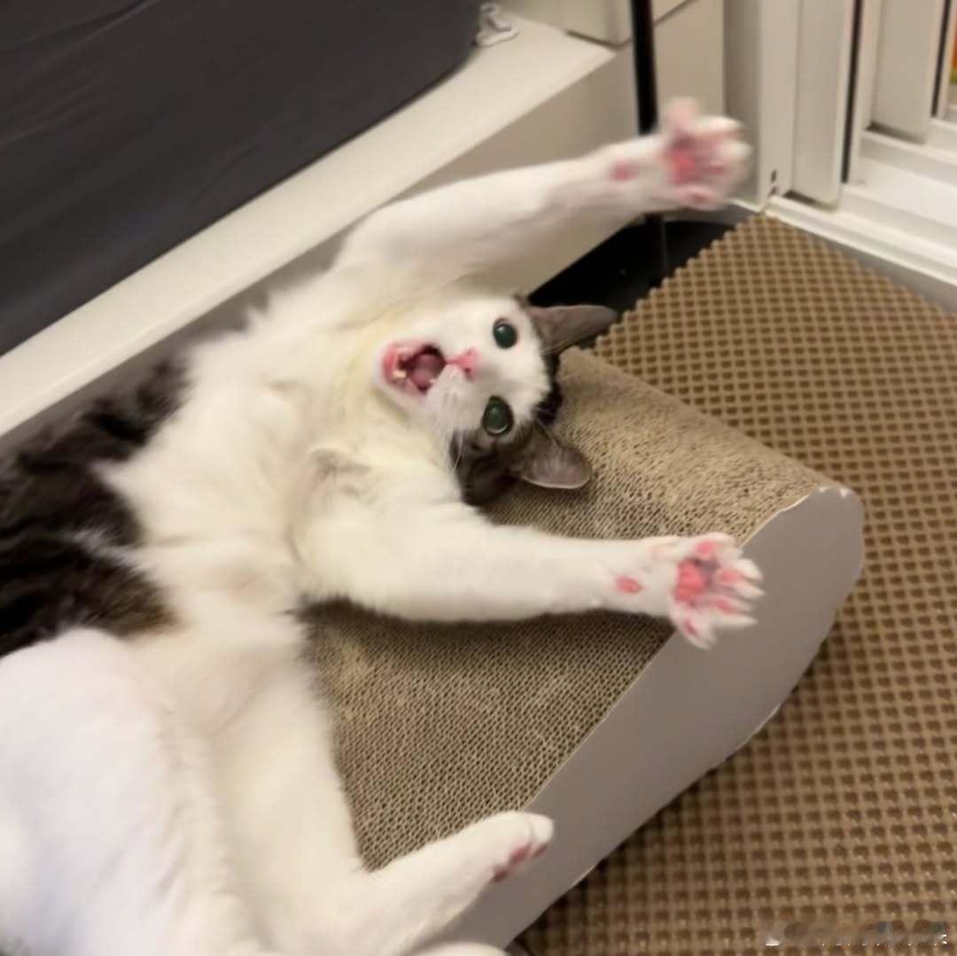 被夹子猫萌一脸🫠..cr：hoseobitiiiti..0410