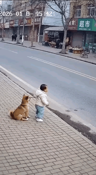家人们嘞！快看监控这一幕，真叫人捏把汗！这小娃子是大黄狗的心肝宝贝，懵懵懂懂就