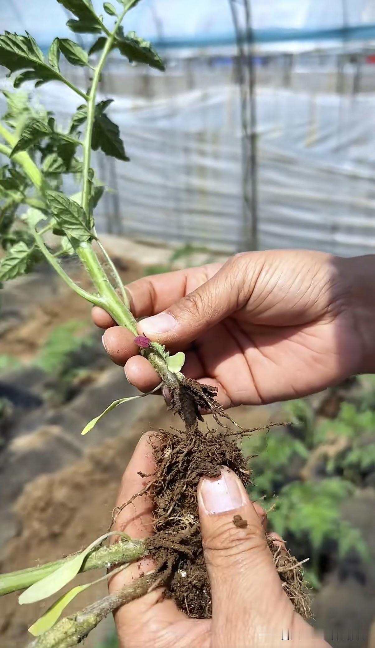 土壤带菌是土传病害频发、重茬死棵、烂根枯萎的主要原因，科学进行土壤消毒，能有效杀