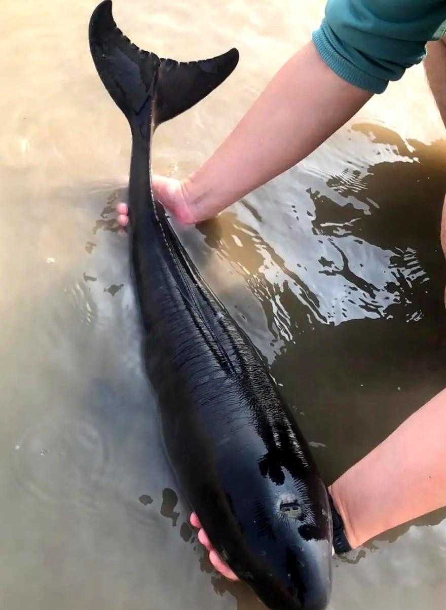 我跟你说个事儿，你可能都不信。几年前，整个长江，就剩177头江豚。177头。