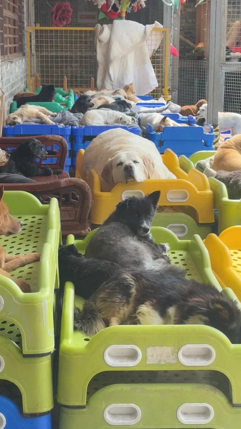 鸿星尔克这次又“出手”了，但对象不是灾区，而是街头的流浪猫狗 我们习惯了鸿星