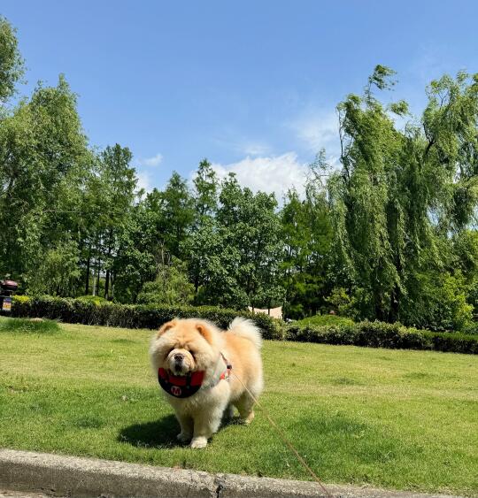 露营区就在家对面是种什么体验