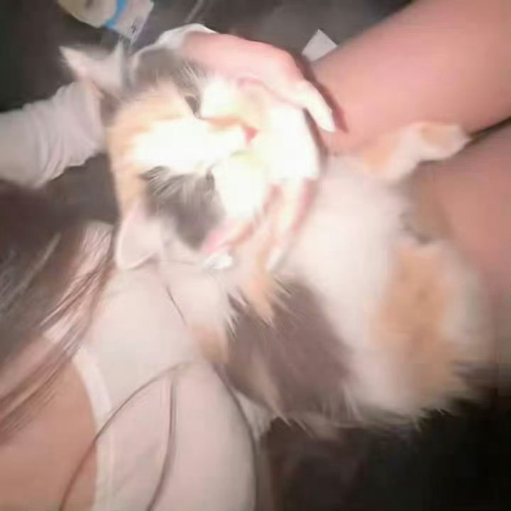 猫咪好可爱北京·北京环球度假区