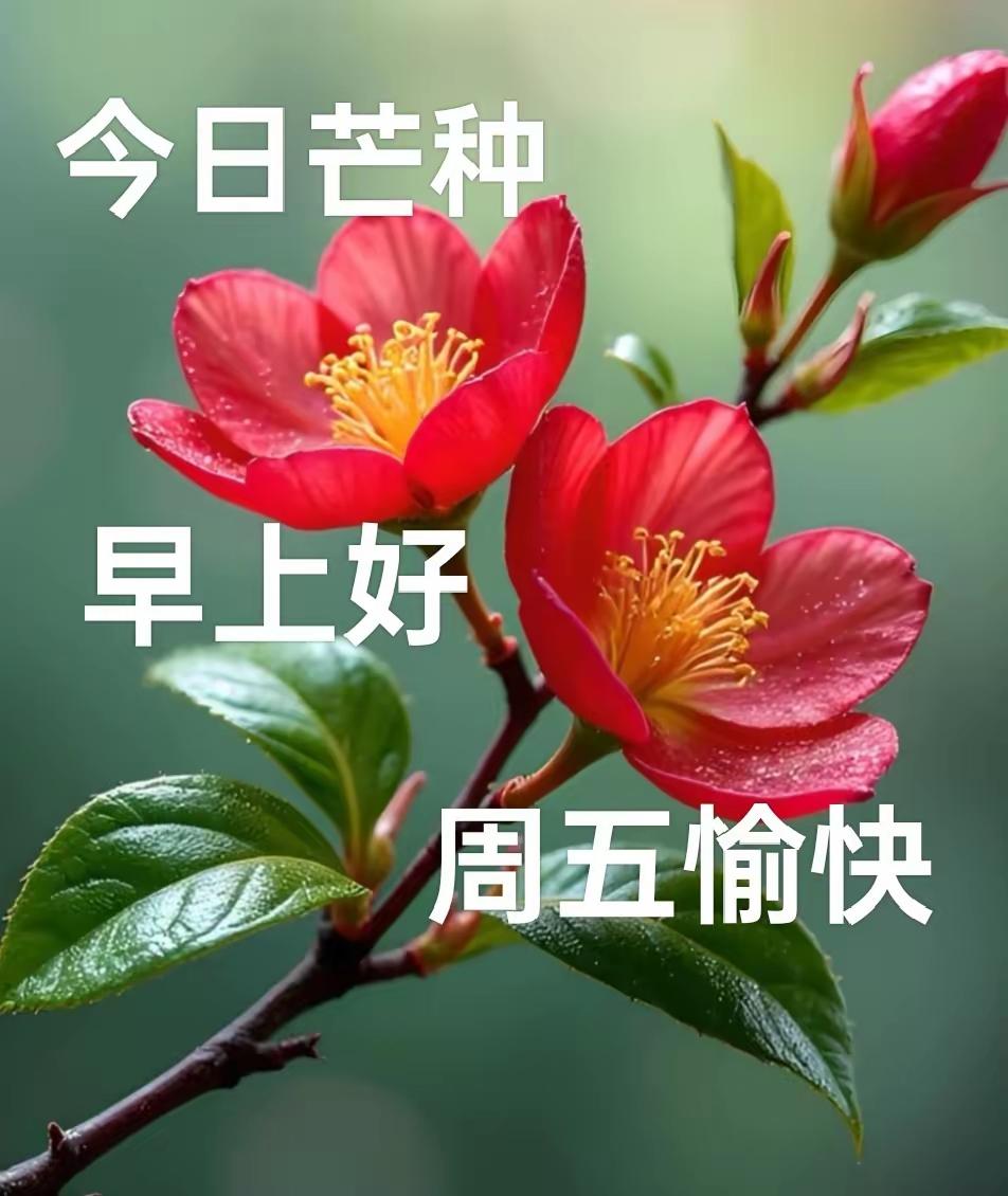 南风拂面，时雨盈田，夏日迎来芒种🌾俗话说：芒种不忙，四季无粮。人间所有美好