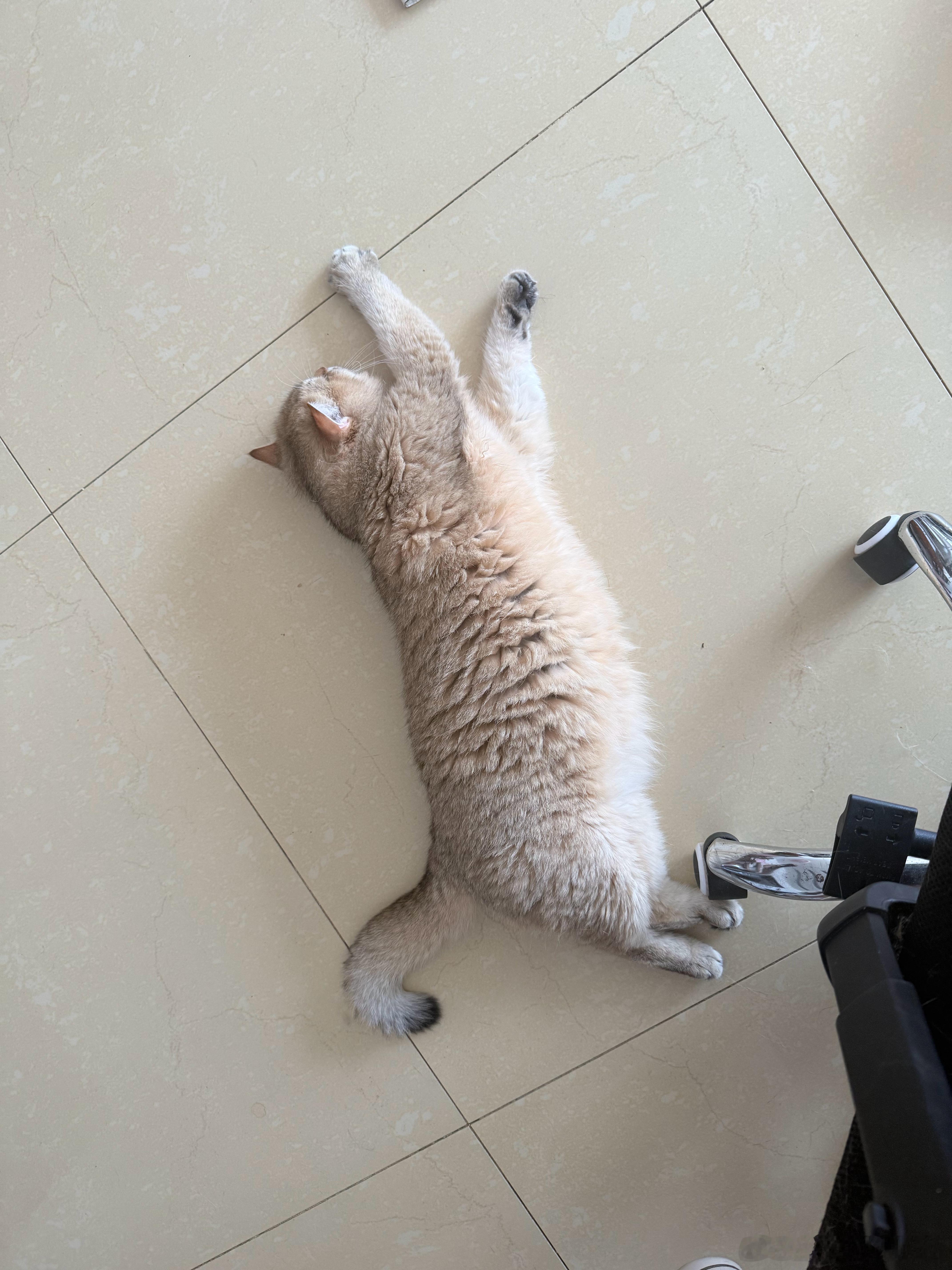 压它脚了，看见我就跑萌宠猫咪