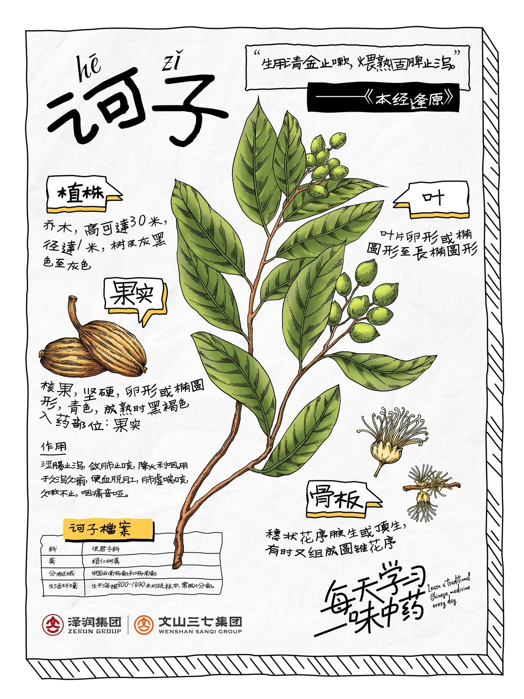 👉🏻每天学习一味中药|诃子
