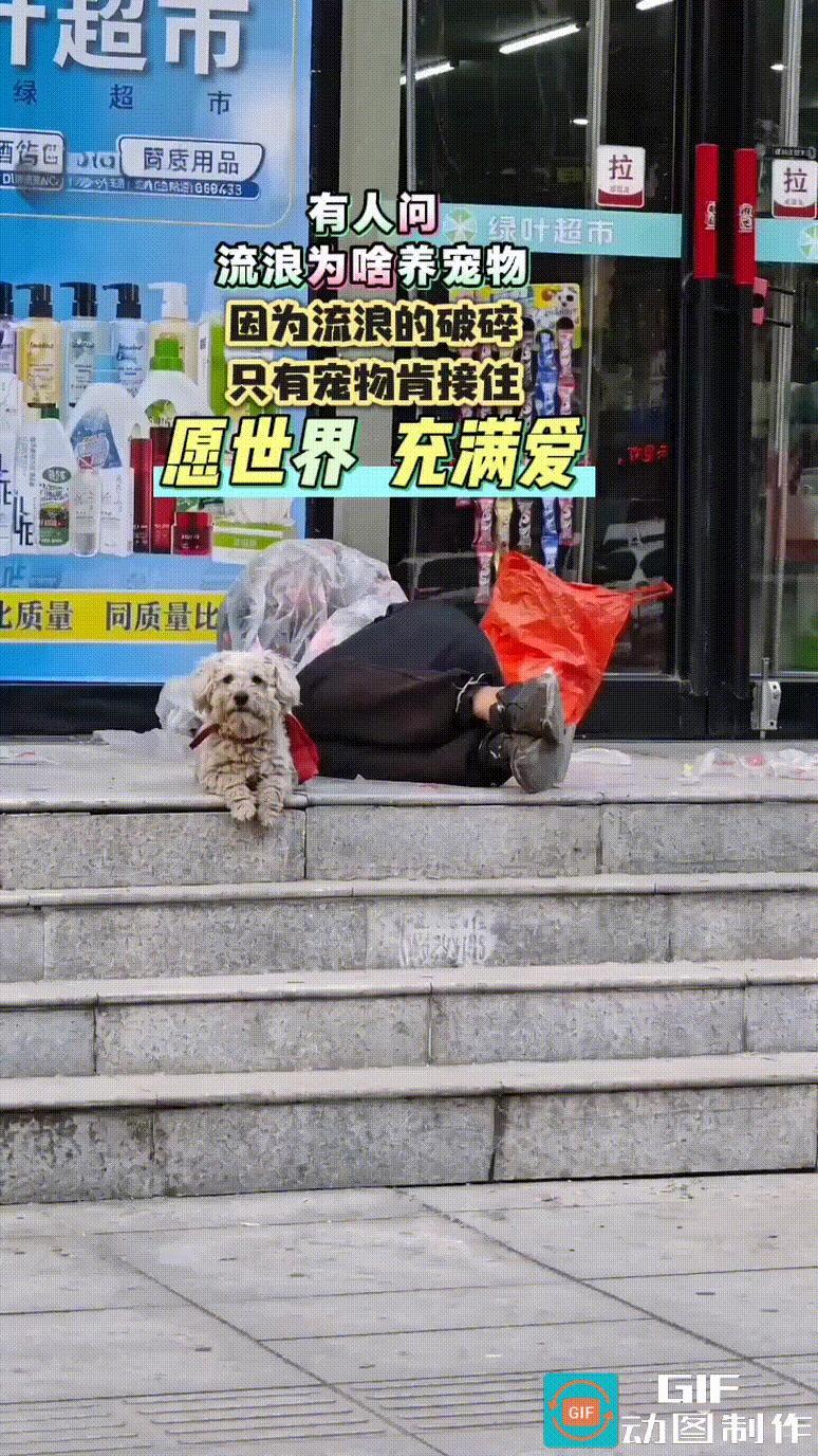 毛孩子这一拜，我的眼角湿润了，它不是为自己，而是为躺在身旁的主人求助。狗狗是最