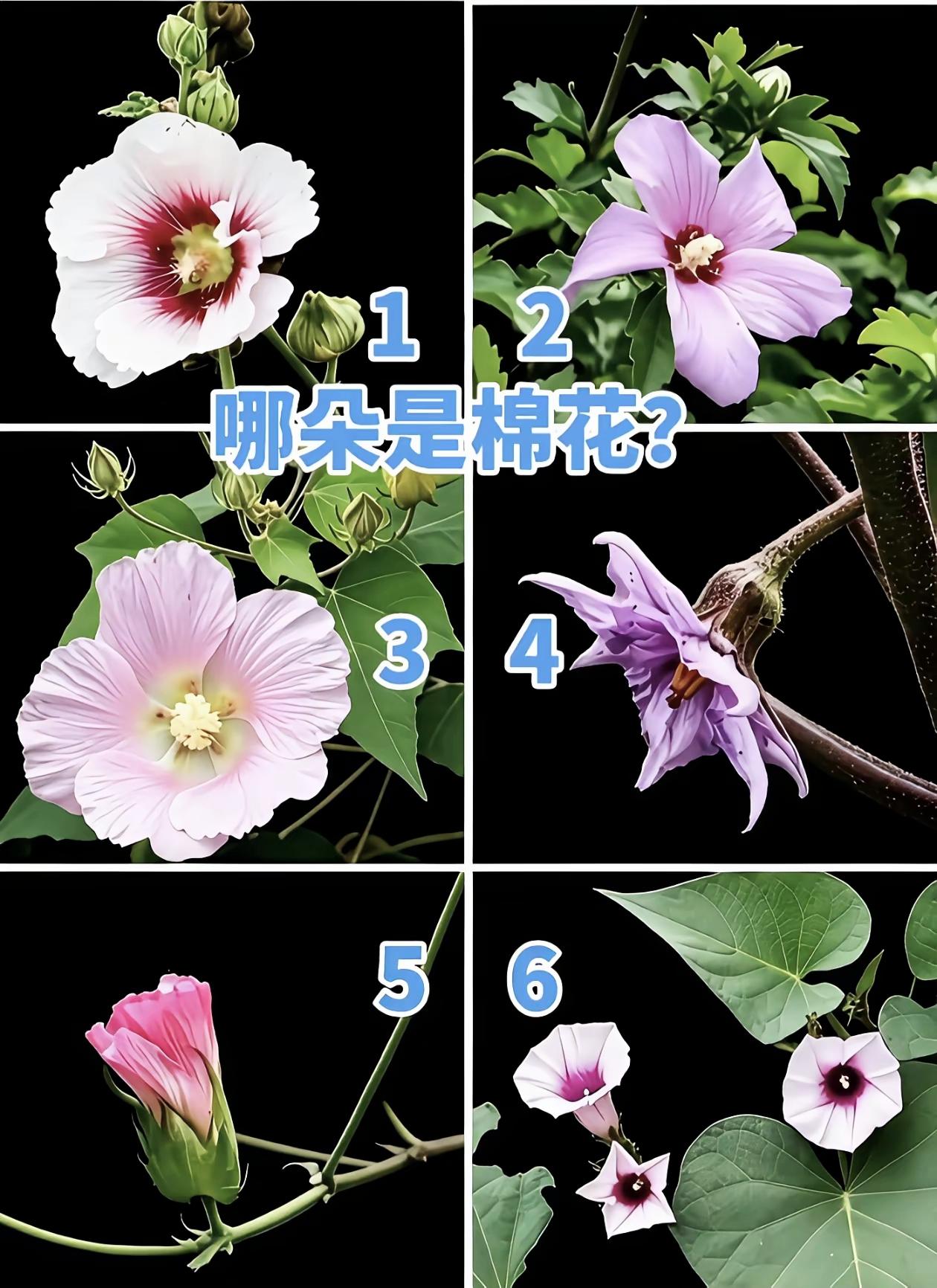 天天盖棉被，却不知棉花长啥样！6朵花里寻找棉花本尊，大部分人猜错😂植物冷知