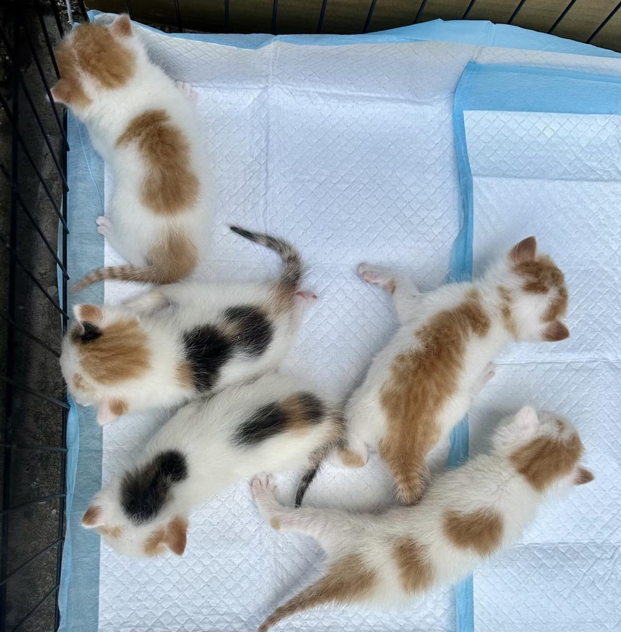 凌晨两点翻垃圾，谁愿意干这事？可那人一低头，五团湿毛球在纸箱里抖，连眼都没睁