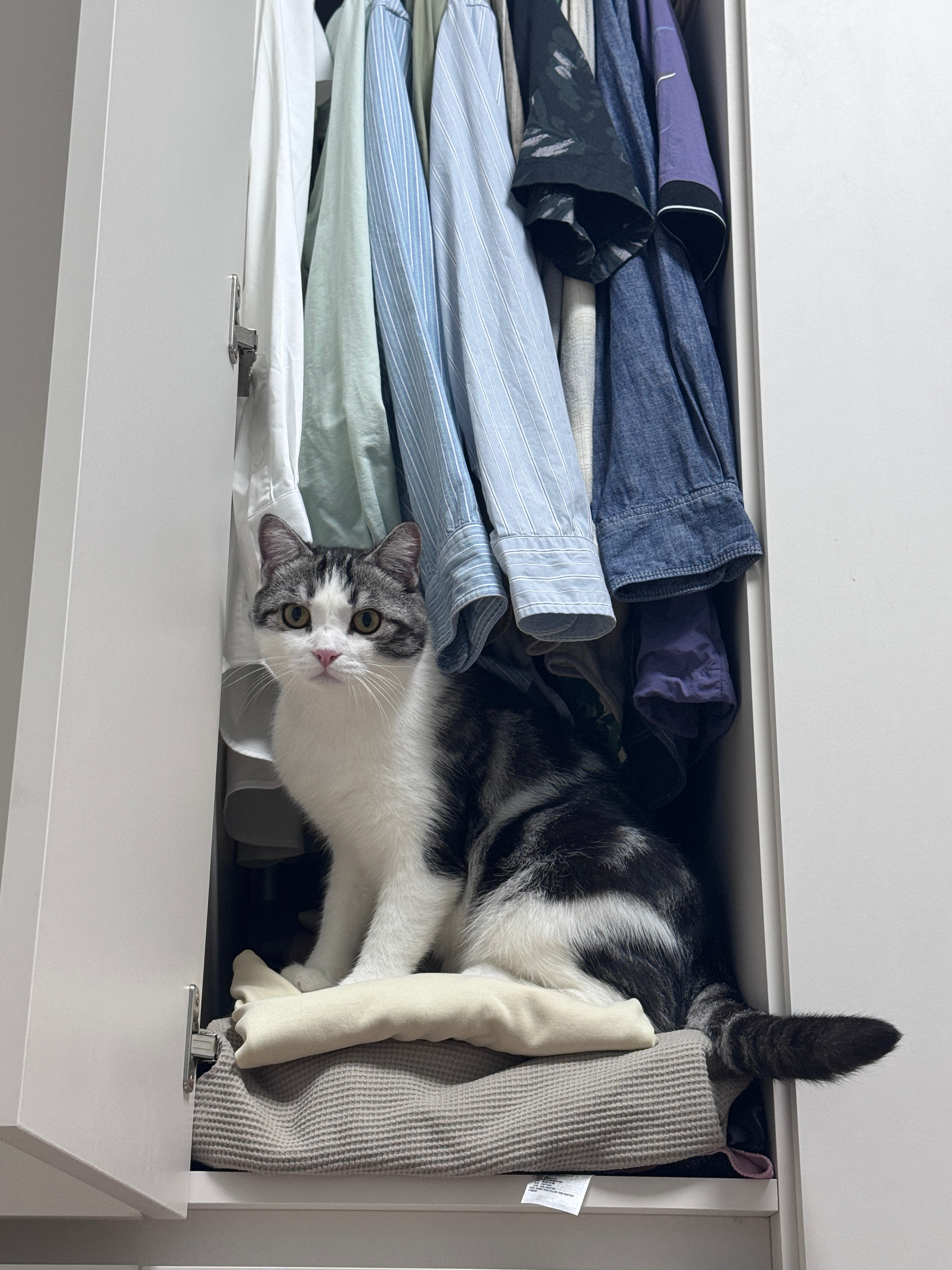 猫爱衣柜​​​