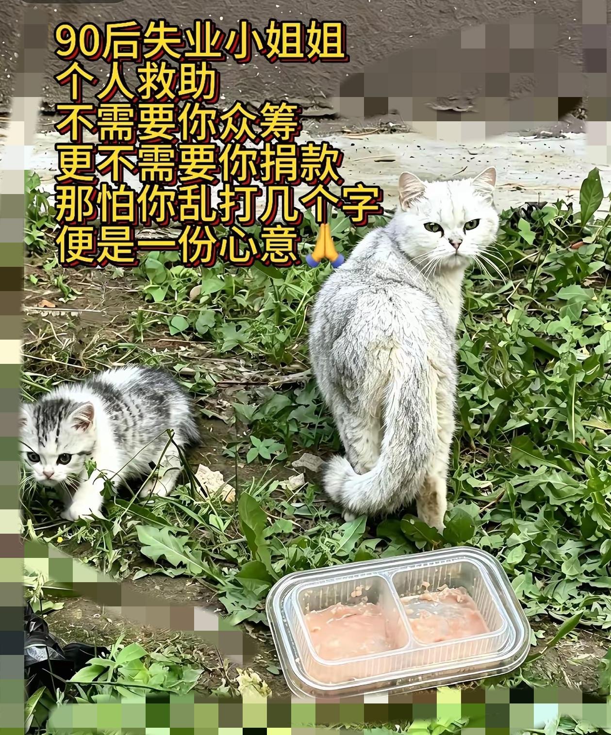 流浪猫妈妈的一双眼睛，看完瞬间戳中内心，软得一塌糊涂。投喂完猫妈妈和