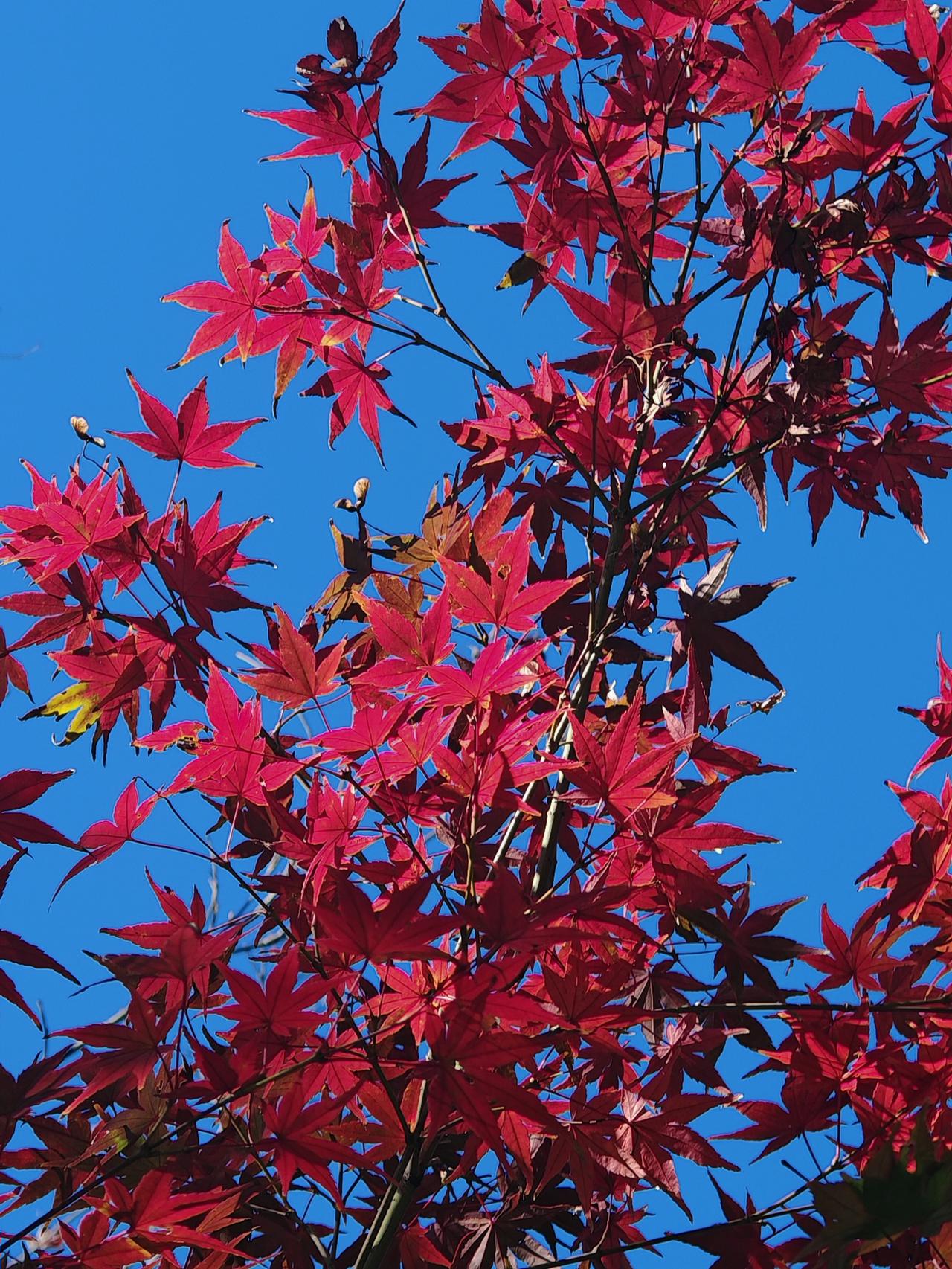 初冬真是个色彩斑斓的季节，美到让人失语！在广西南宁市的沙江河、那考河湿地公园，