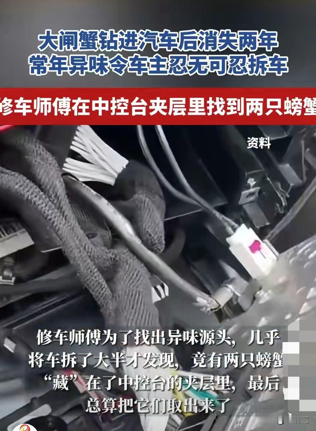 车臭到想扔！江苏车主拆车找“元凶”，竟是藏了2年的大闸蟹！见过车里掉东西的