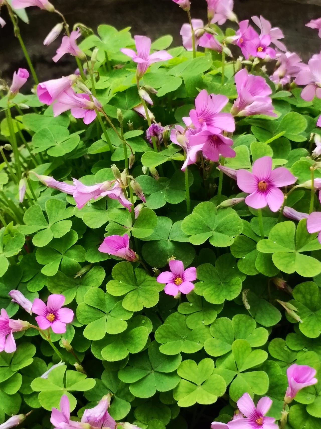 酢浆草粉花点点，铺满细碎欢喜；石榴花灼灼盛放，晕染一腔热烈。枝叶舒展，绿意盎然