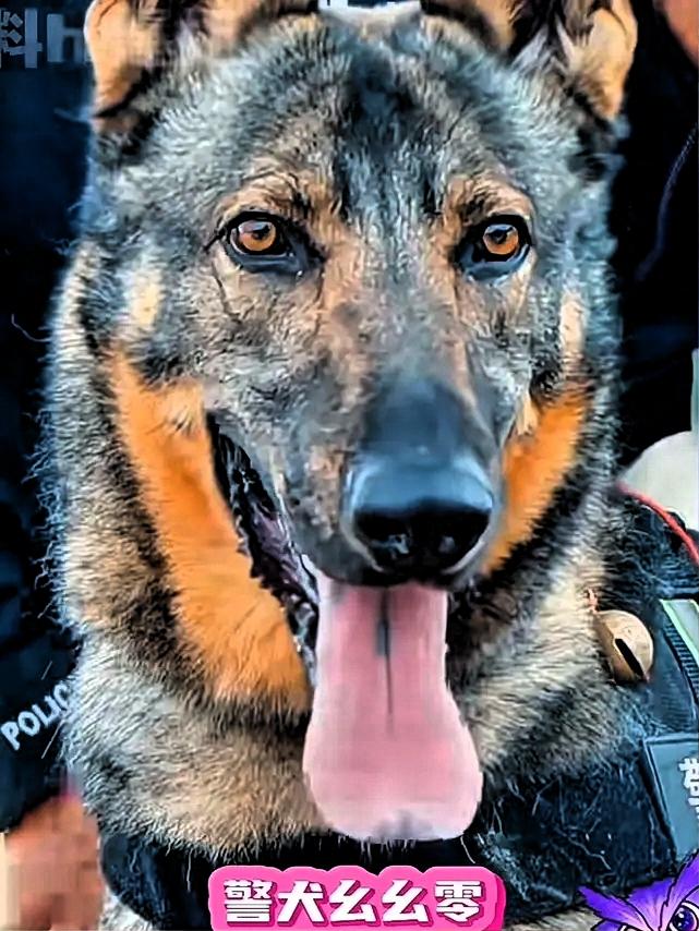 这下好了不止云南全国人民都知道了，警犬闪电因为上班死气沉沉，下班之后魅力四射