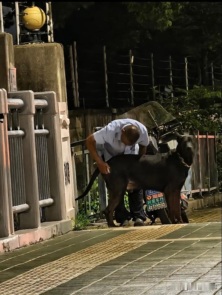这种大型犬出门，不戴口罩，真的安全吗？