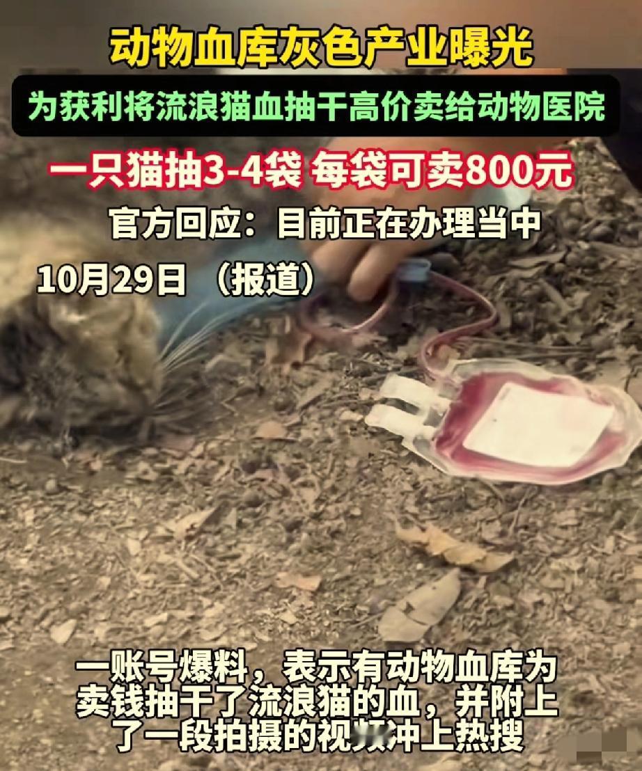 广州陈女士的遭遇看得人浑身发冷！自家猫输血后离奇死亡，她一查才撕开这猫的产业