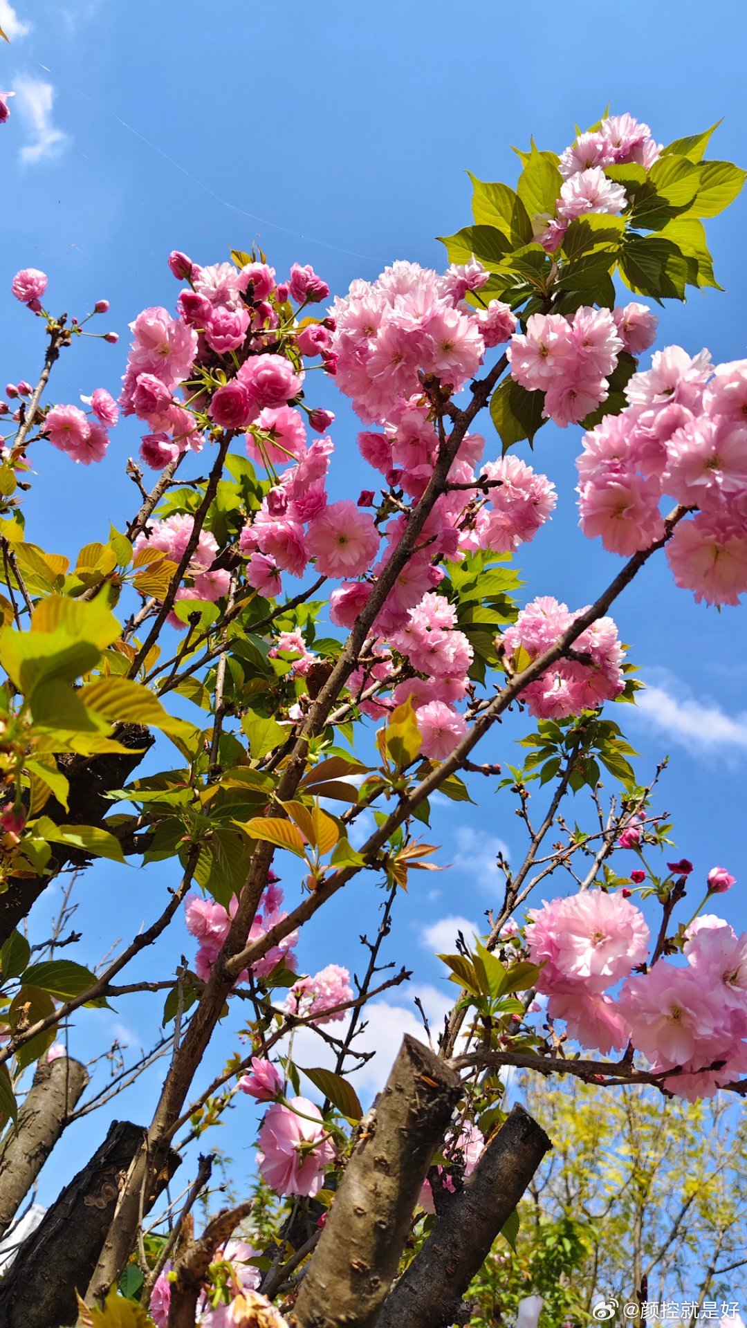 外面偶遇的不知道什么花。好像是樱花？