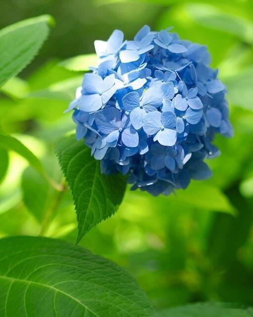 奇妙生物圈植物科普每日一花：绣球🍀绣球（Hydrangeamacrophy
