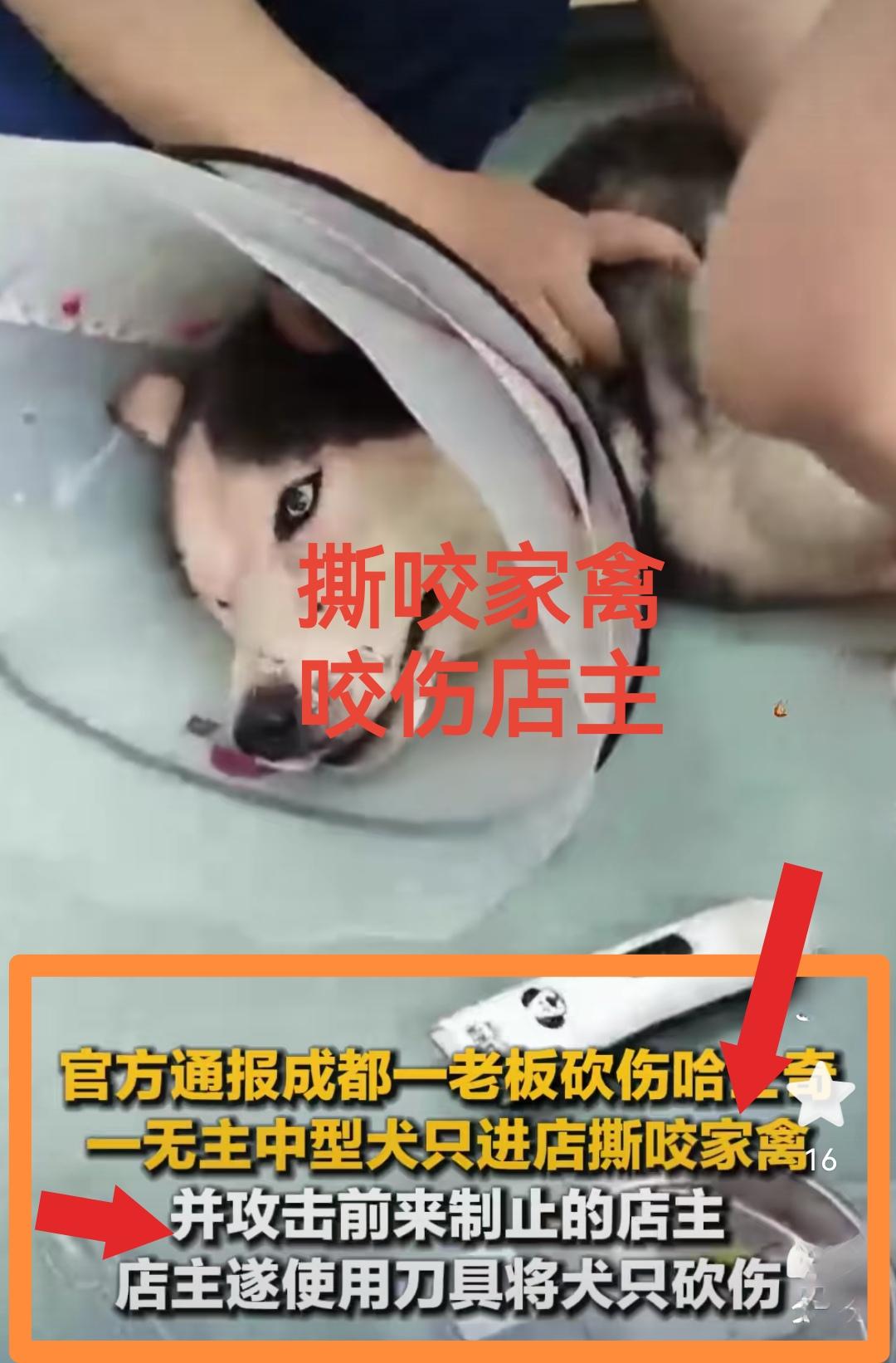 生前无人问津，遭受抛弃，任其流浪。死后子孙满堂，又是花圈，又是祭品。为什