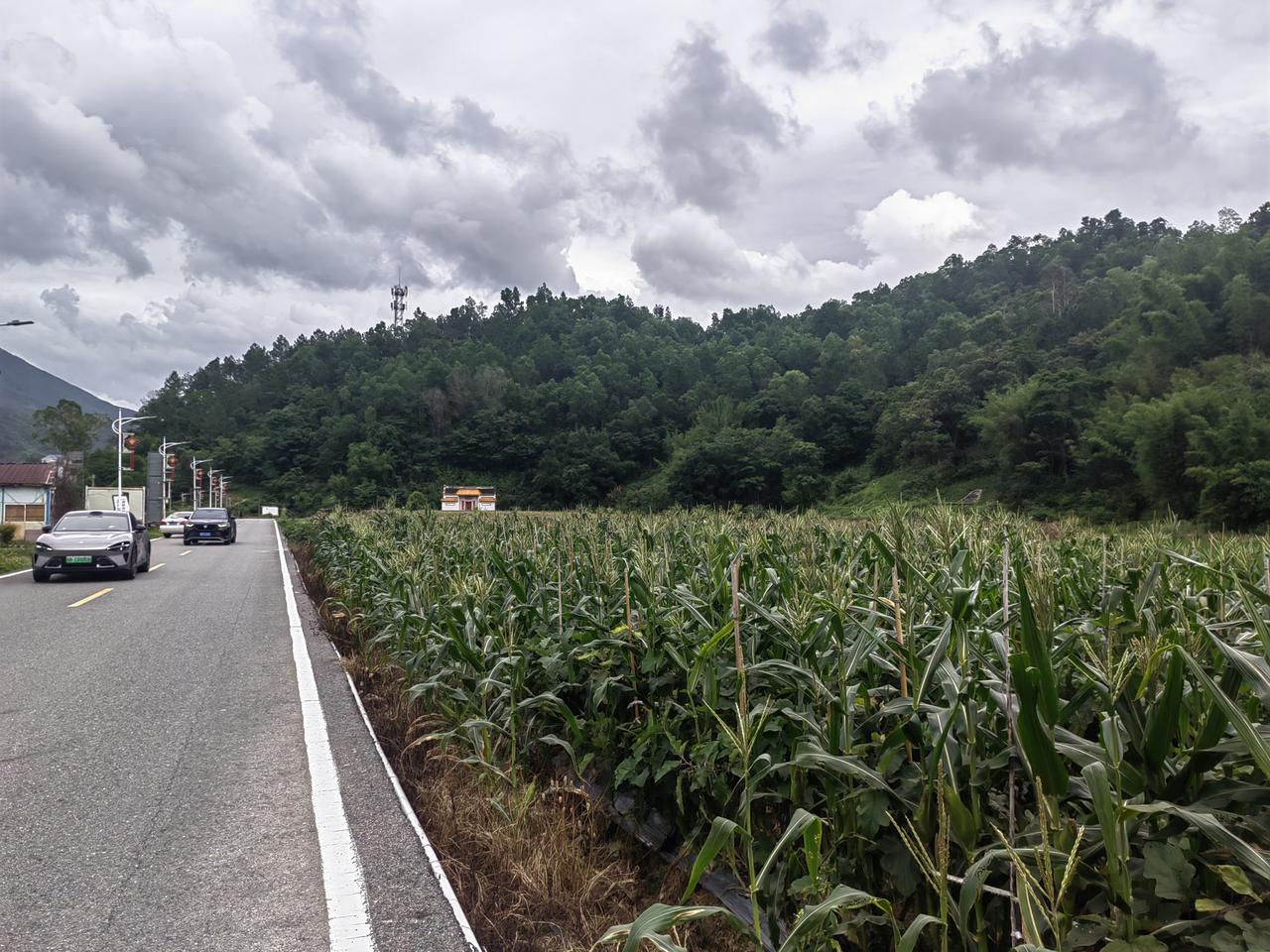 乡村公路旁的玉米田，绿意盎然，车流穿梭，云雾缭绕，美不胜收。