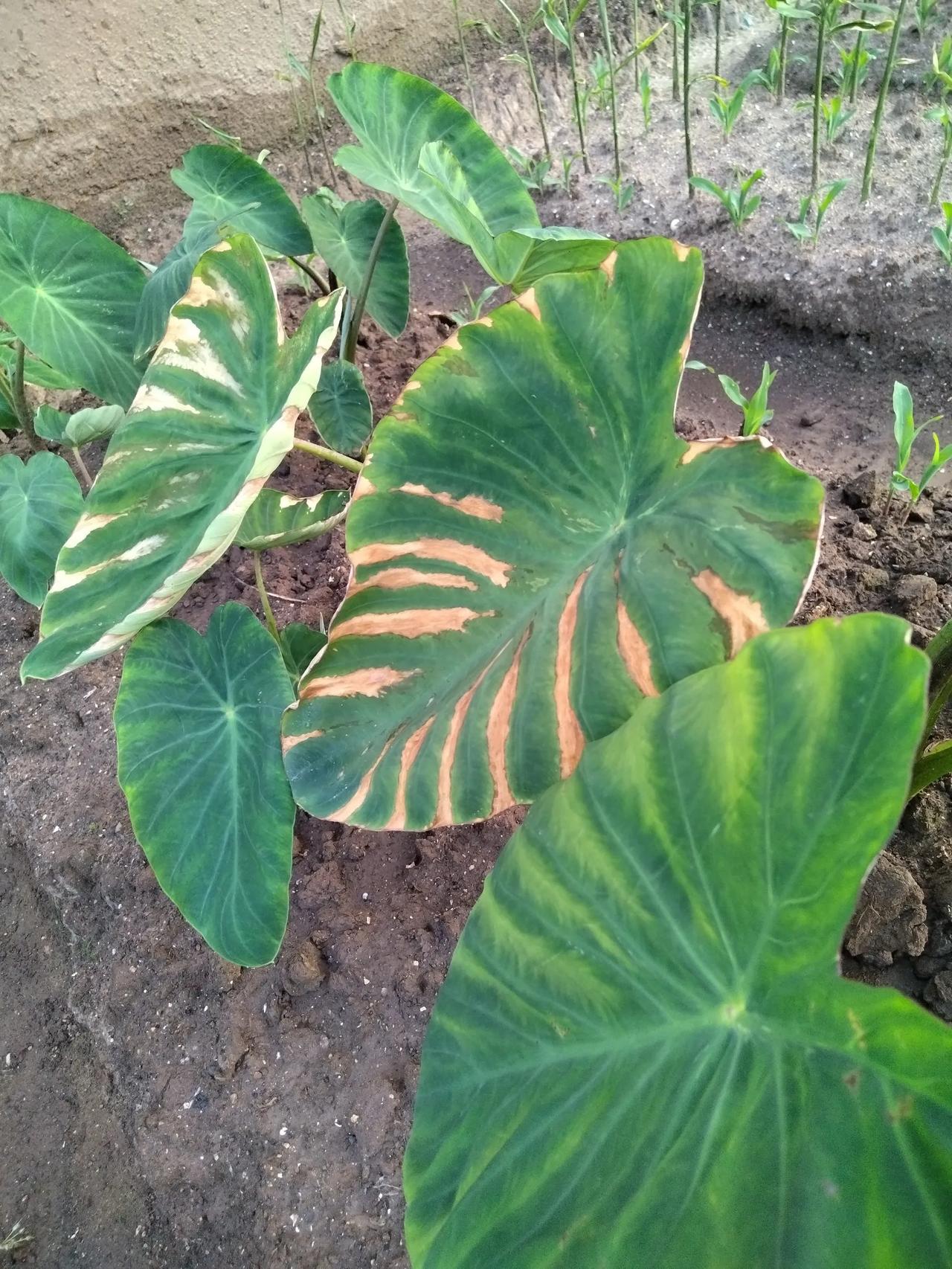 。我是种菜新手小白，今年偿试种了几株芋头，长势喜人，但不知道是什么原因，叶子上出