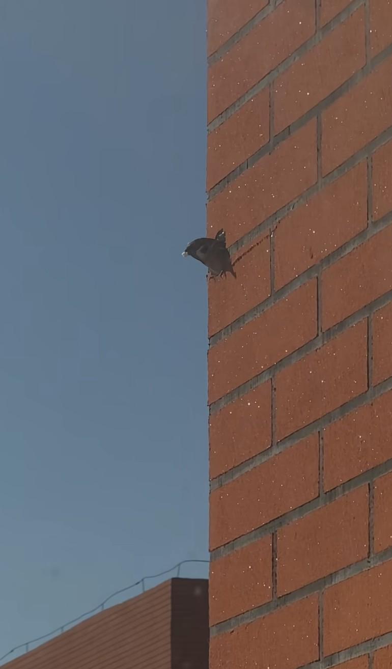 外层保温层被鸟筑巢，以后这个技能百分百会传承下去，其他麻雀要是学会了…嘎嘎暖和