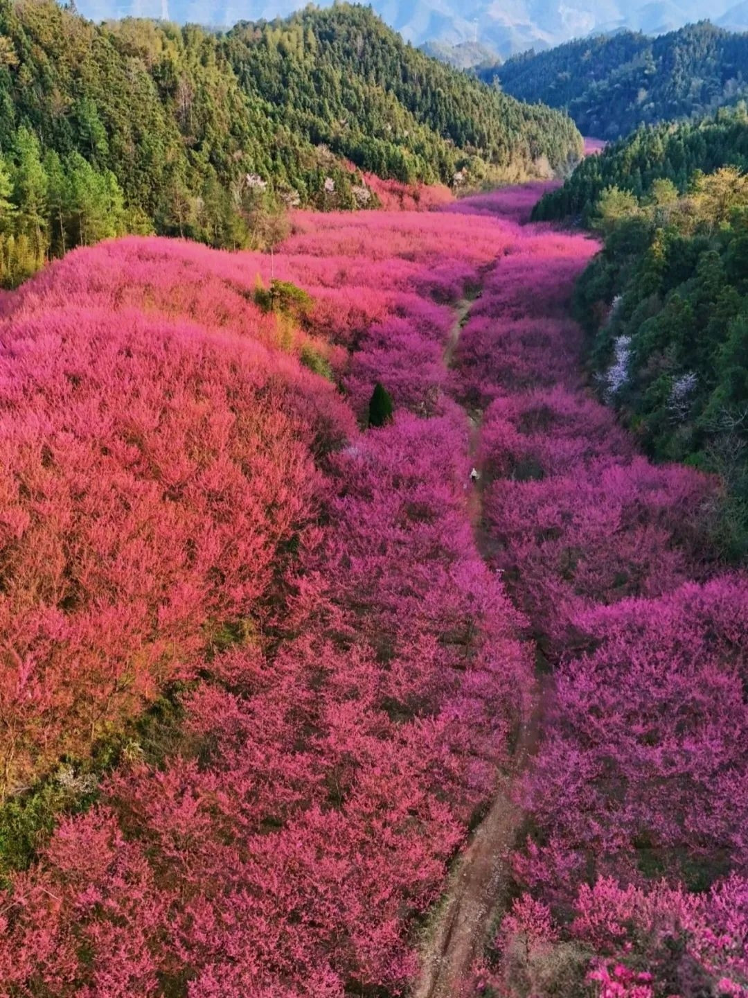 救命！杭州这个地方的樱花居然比日本的还绝？！??不信来一较高下！??最近挖到个