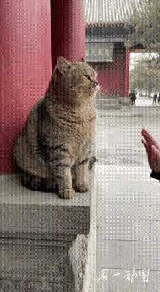 寺庙里收养了一只流浪狸花猫，为了让寺庙的香火更旺，收入更多，僧人们把它训练成了一